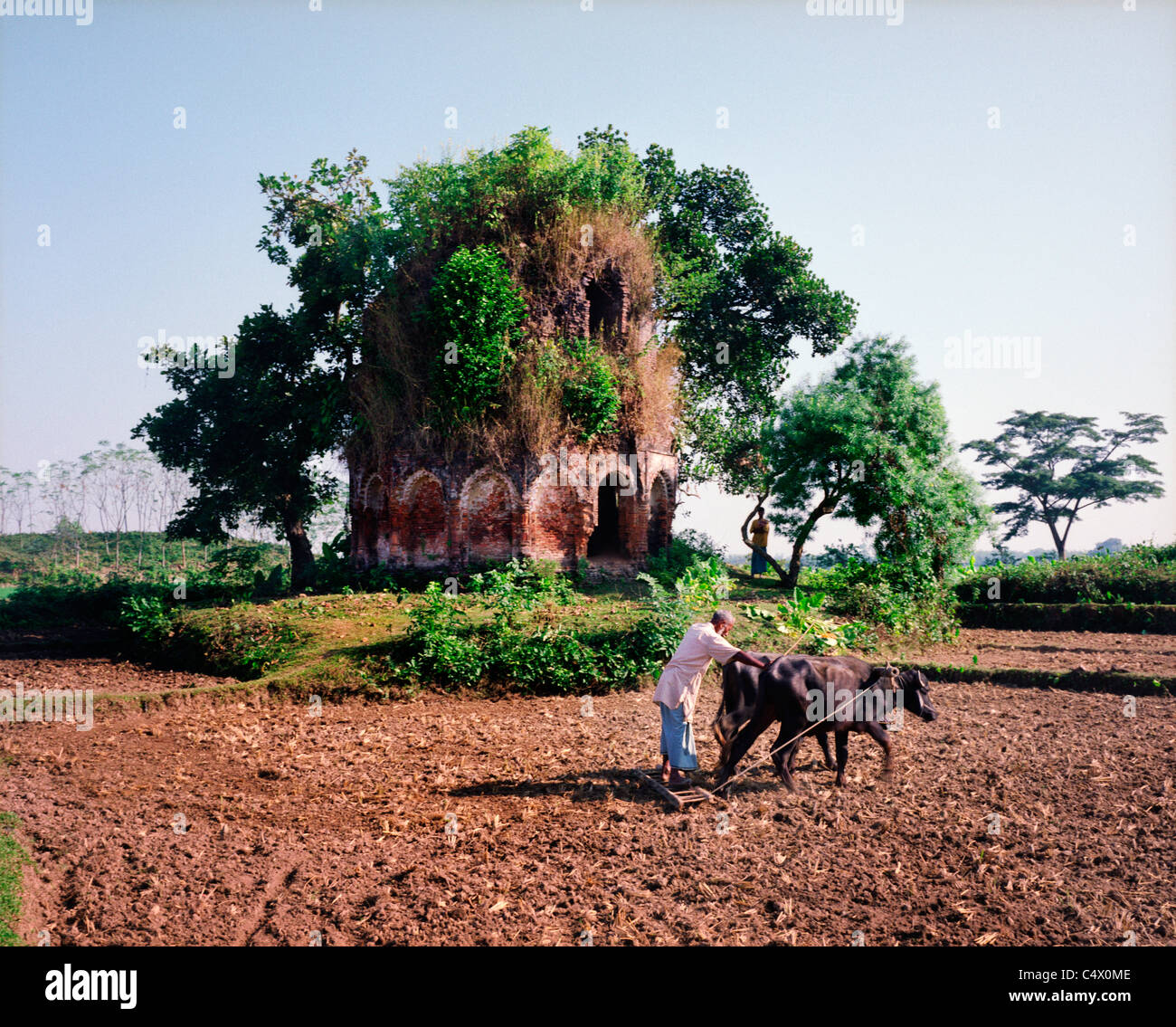 Man plowing field with oxen near crumbling Hindu temple near Kantanagar, Bangladesh Stock Photo
