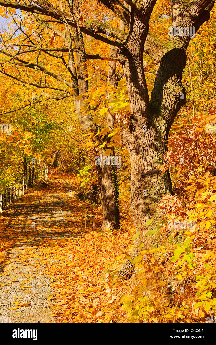 Indian beech tree hi-res stock photography and images - Alamy