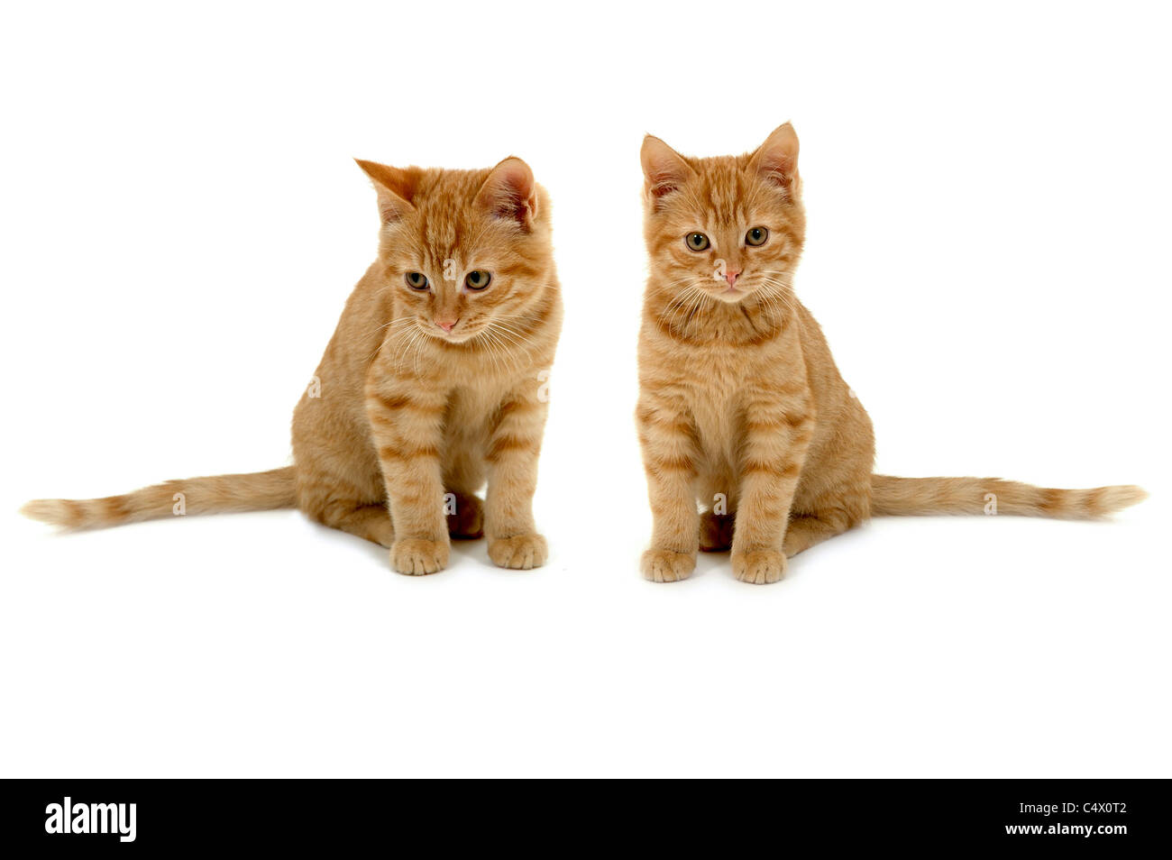 Two sweet kittens is sitting side by side on white background Stock ...