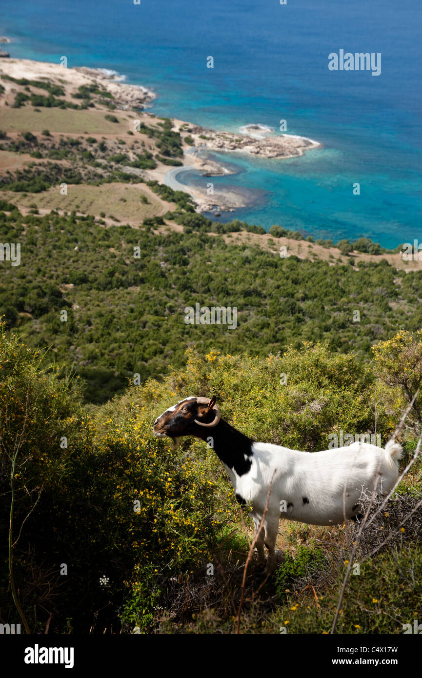 Cyprus goats hi-res stock photography and images - Alamy