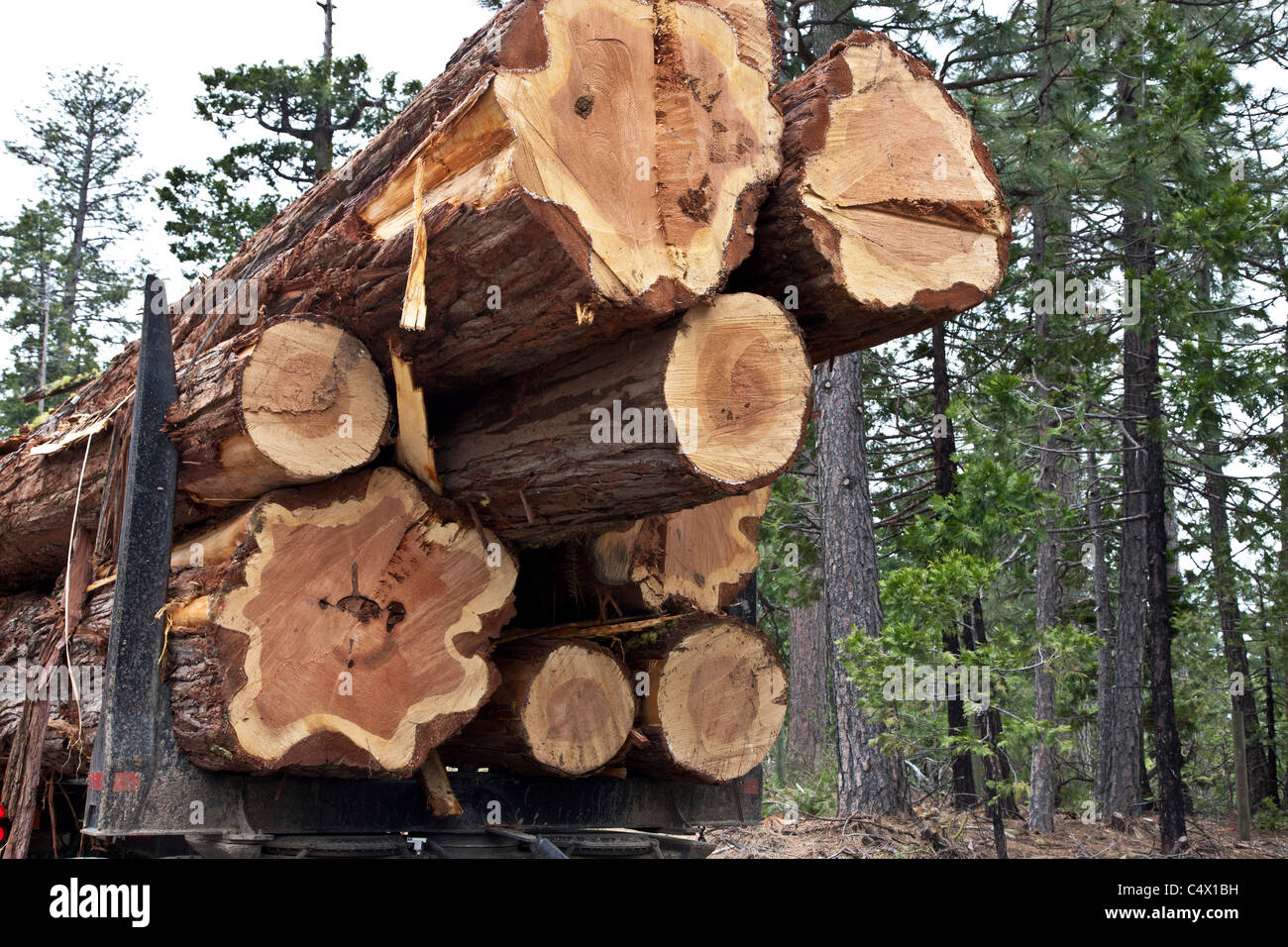 Harvested 'Incense Cedar' logs en route to saw mill Stock Photo Alamy