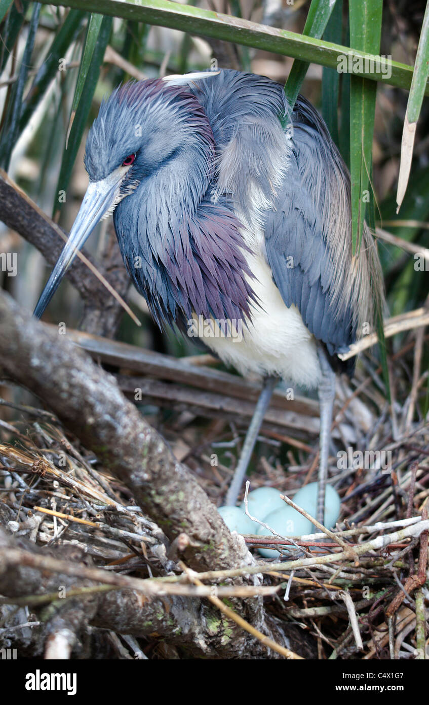 Tri-Colored Heron sitting on a birds nest with 4 eggs in it Stock Photo
