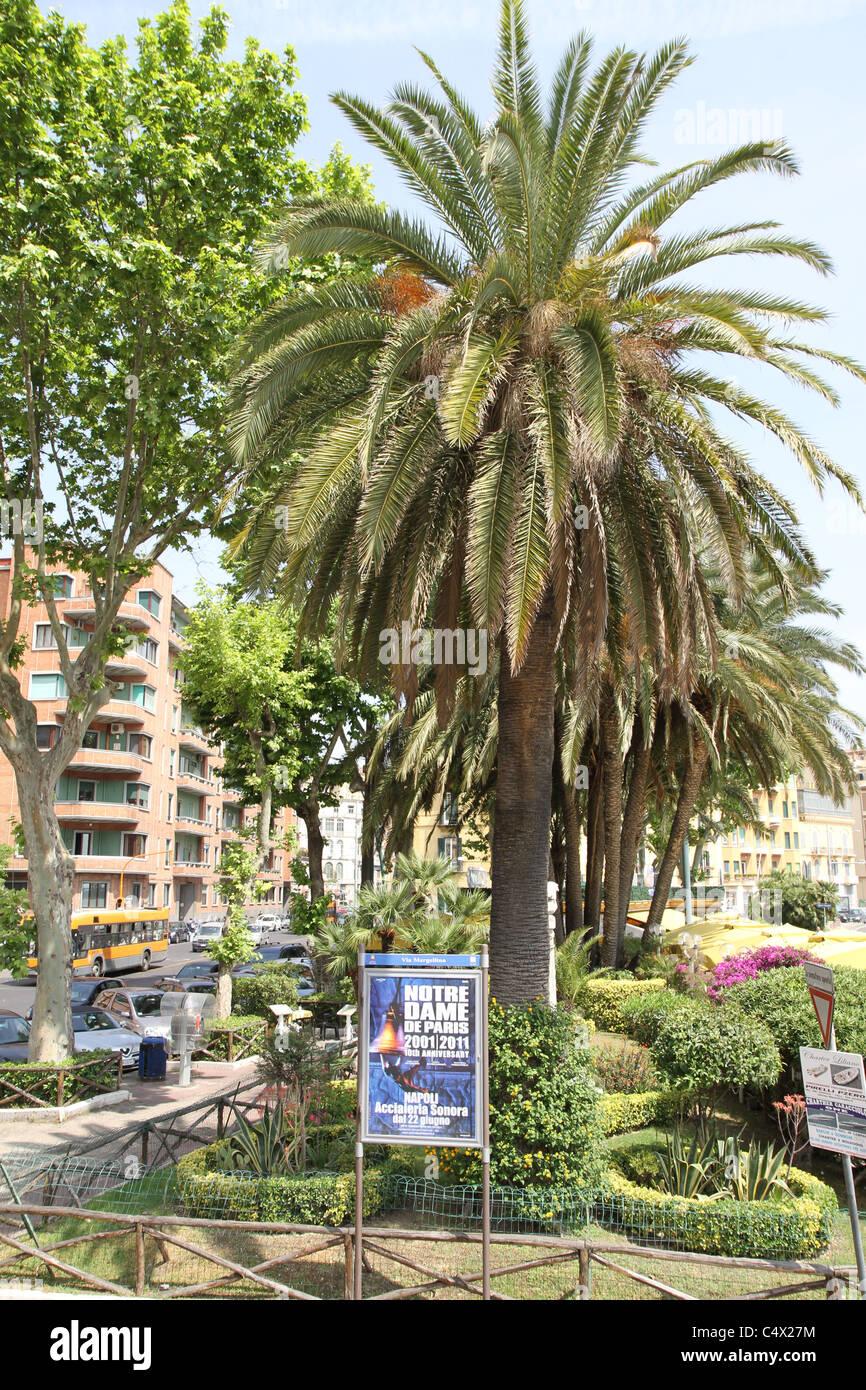 Palm tree in Naples, Italy Stock Photo Alamy