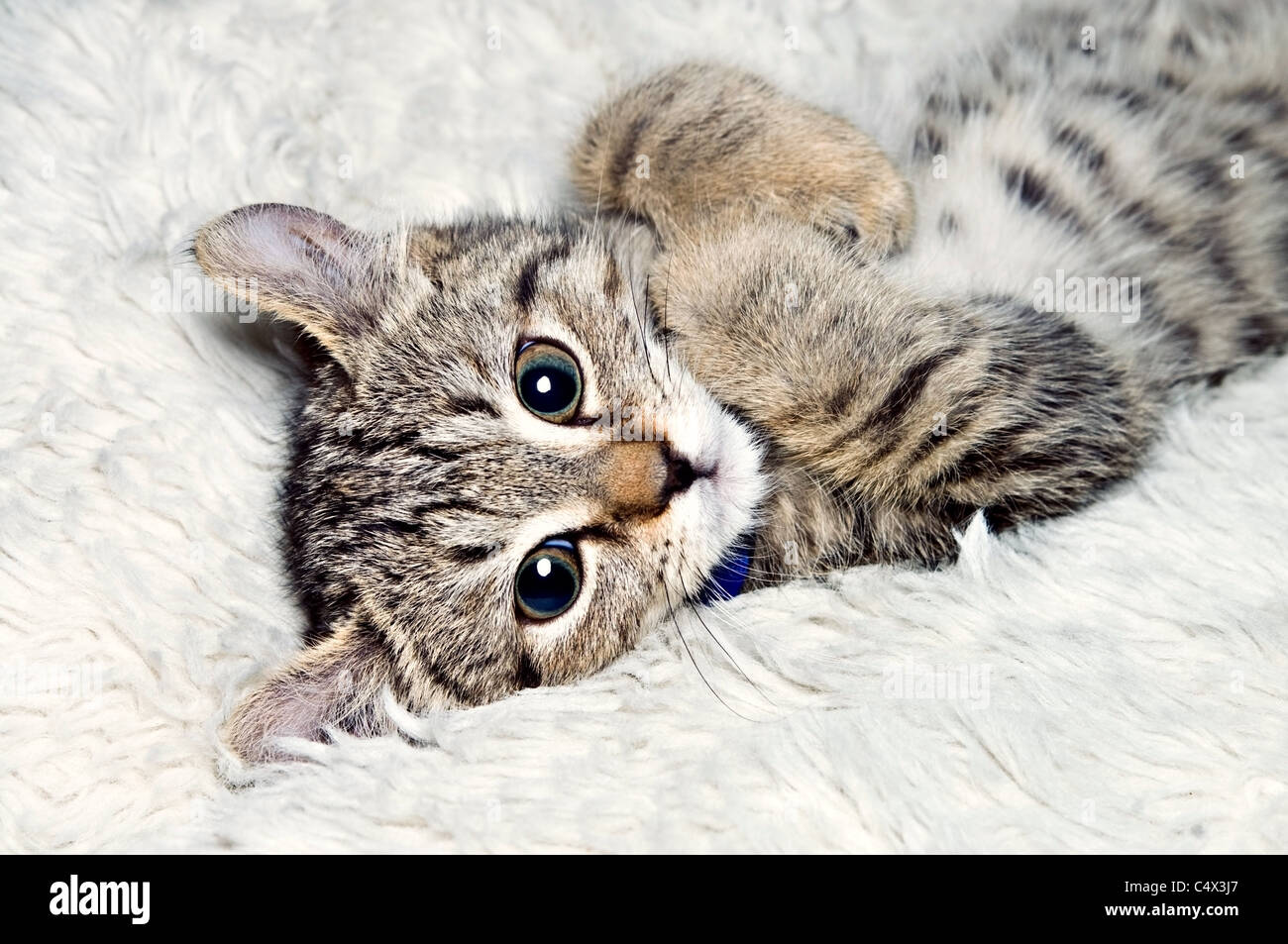 Highland Lynx Full Grown