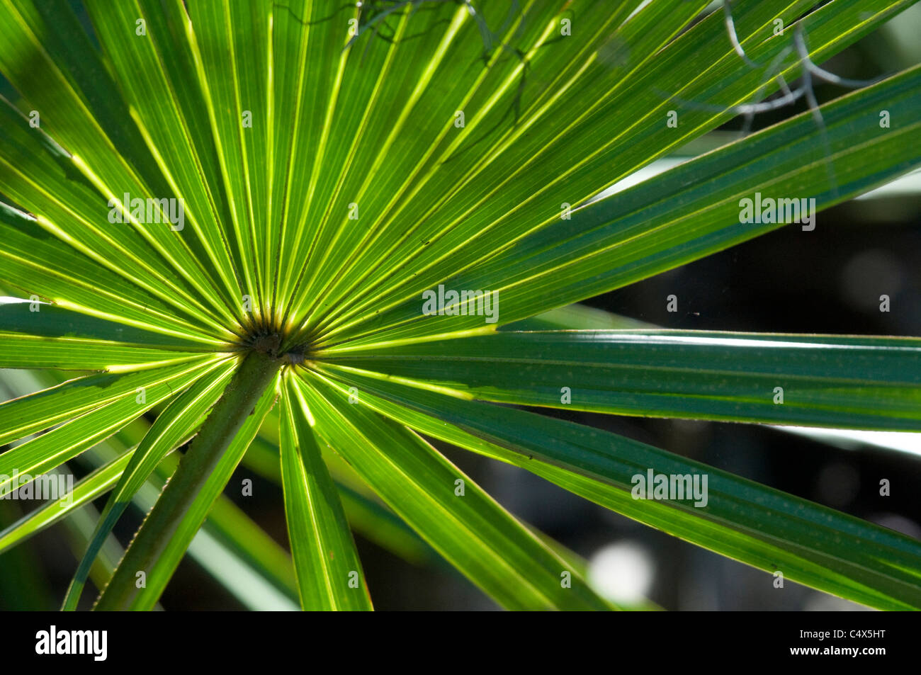 Saw palmetto (Serenoa repens) in NW Florida Stock Photo