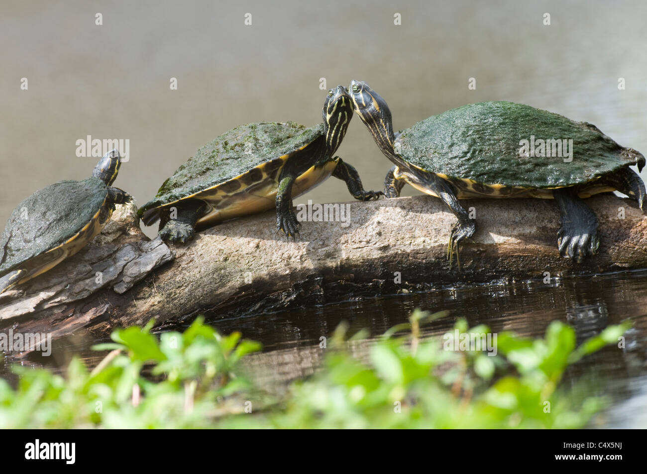 Cooters basking on log in Jean Lafitte National Park LA Stock Photo