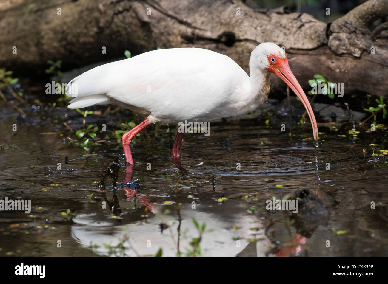 White Ibis (Eudocimus albus) feeding in swamp in Jean Lafitte National Park LA Stock Photo
