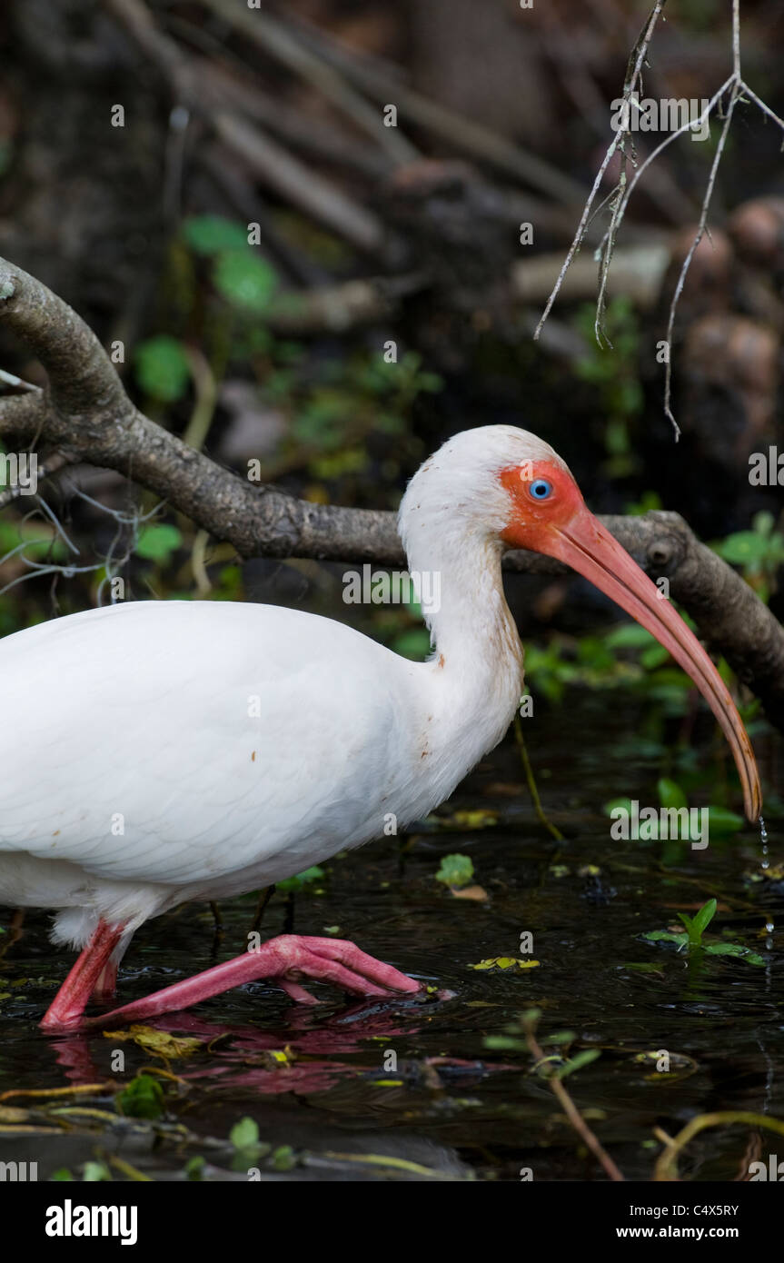 White Ibis (Eudocimus albus) wading in swamp in Jean Lafitte National Park LA Stock Photo