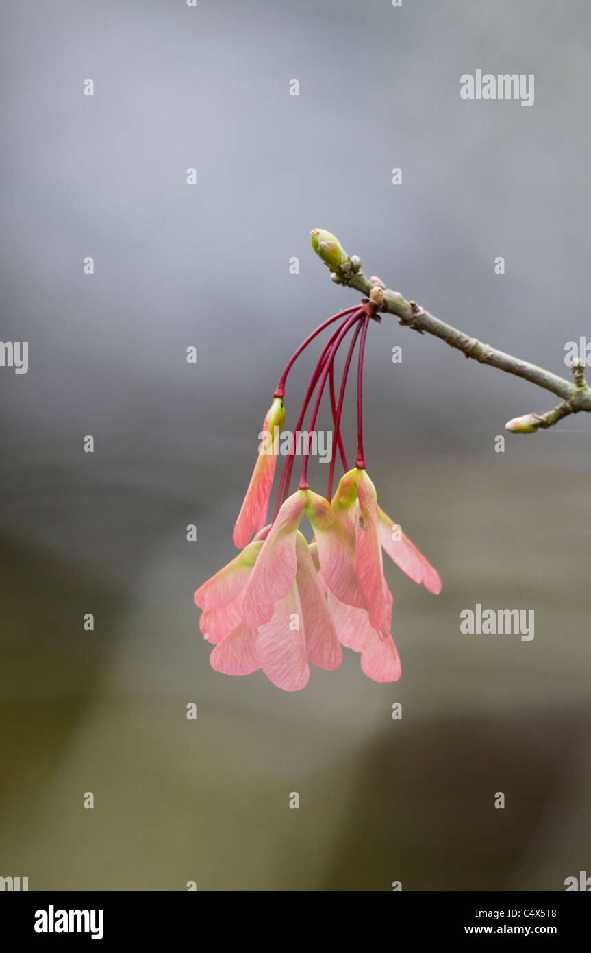 Red maple in spring with red seeds (samaras) in Jean Lafitte National Park in Louisiana Stock