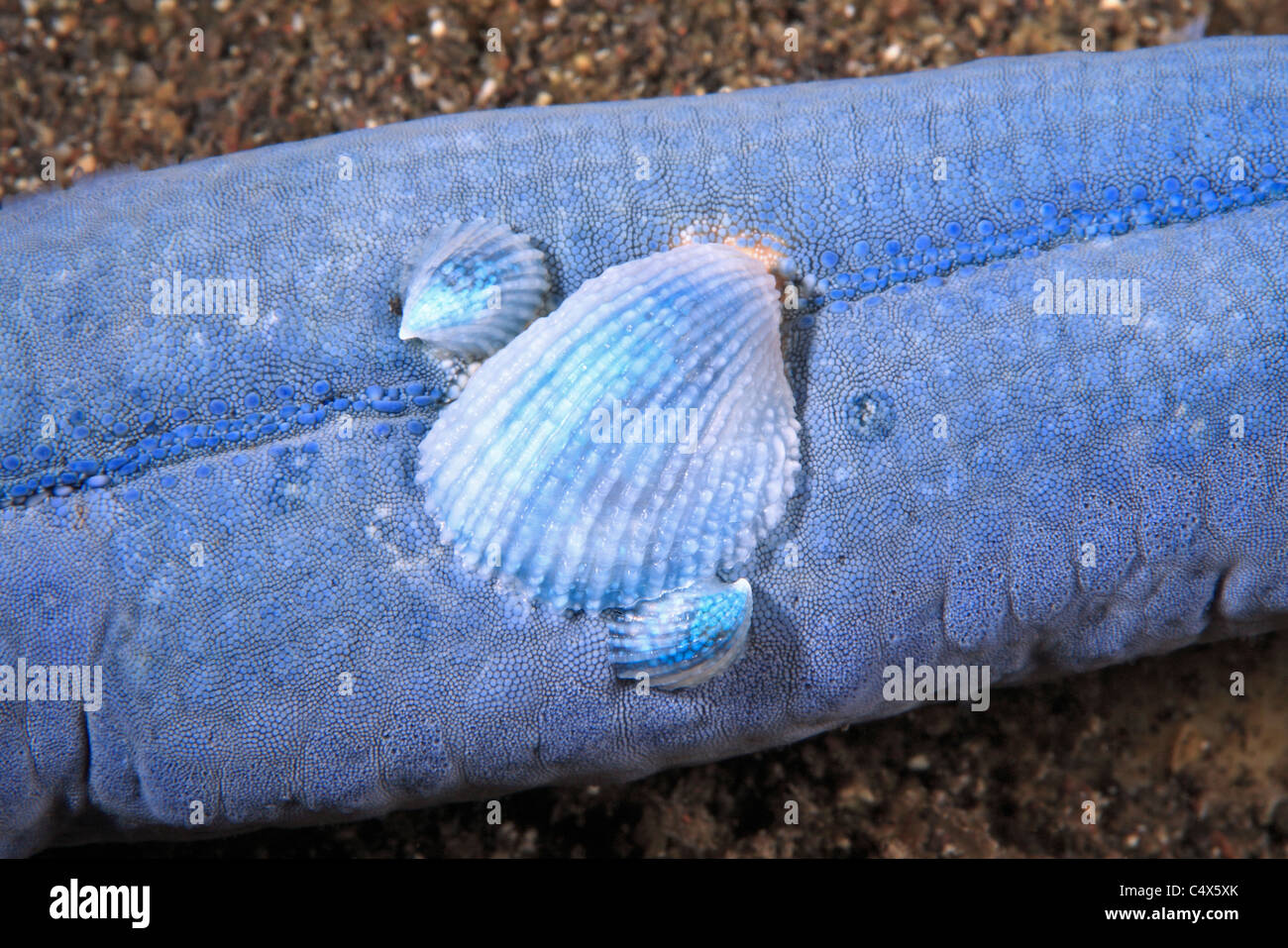 Parasitic Eulimid Gastropod, Thyca crystallina, on the arm of a blue Linkia starfish, Linkia laevigata. Stock Photo