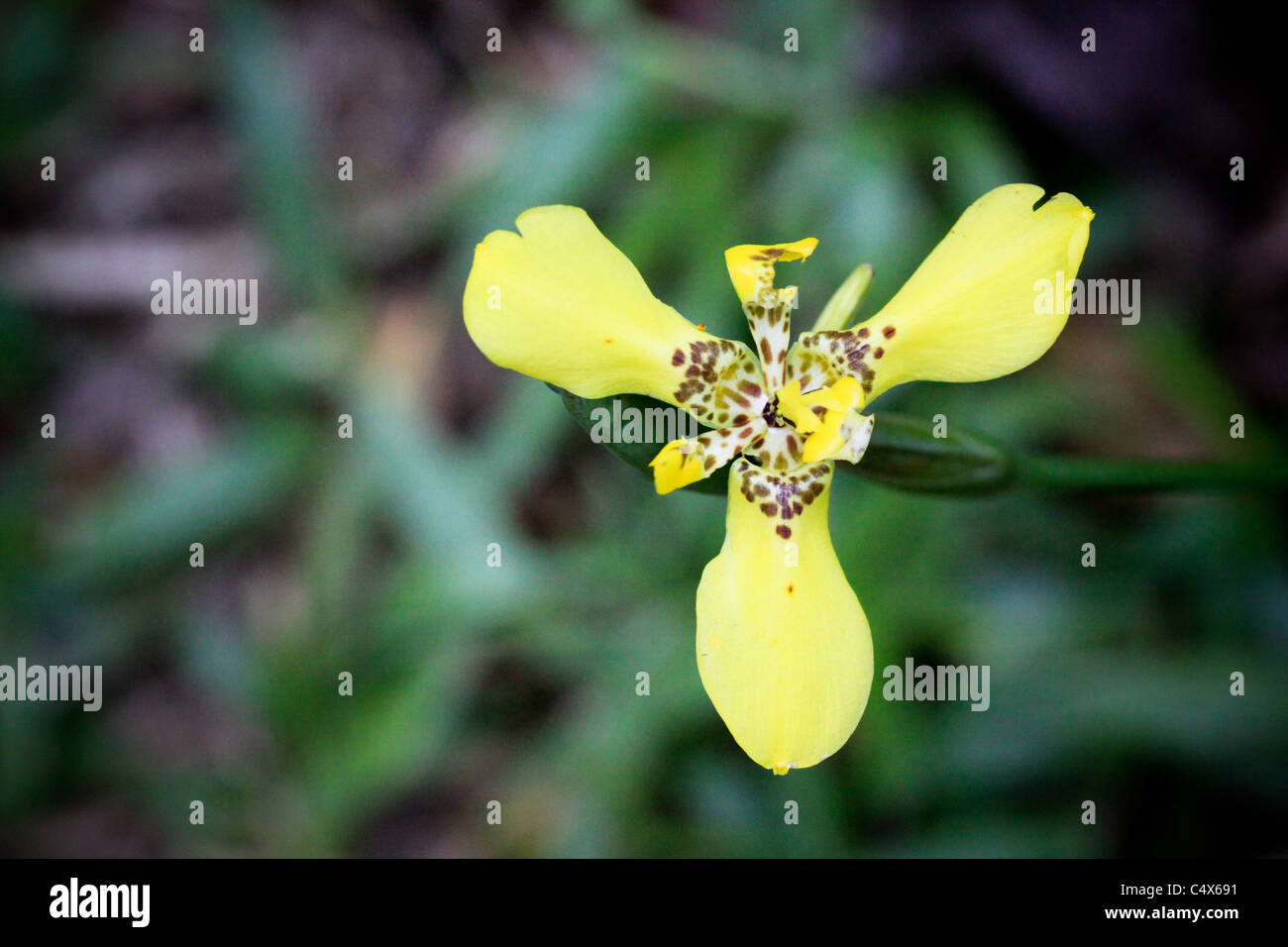 Honduras flowers hires stock photography and images Alamy