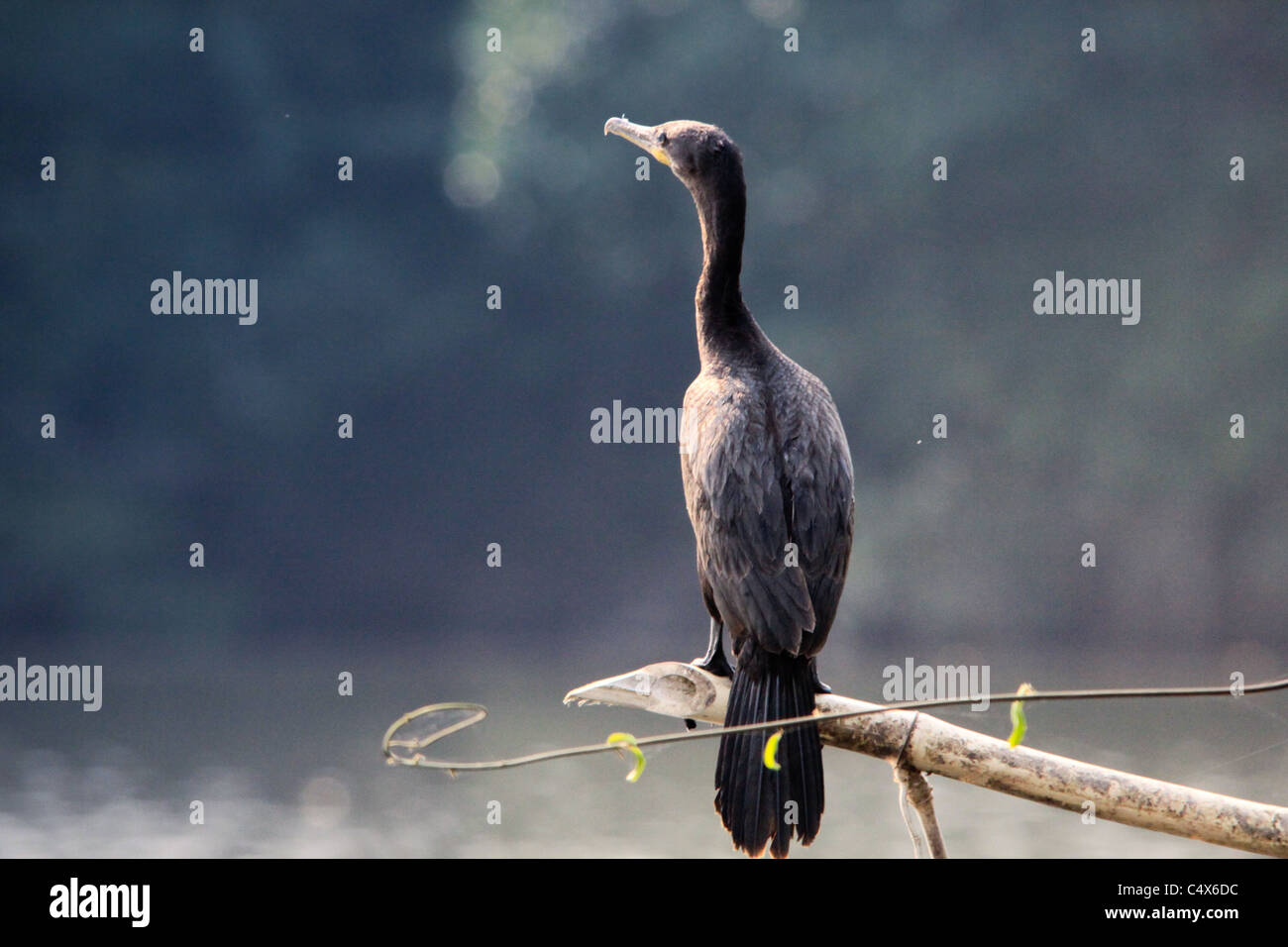 Great Black Cormorant, Pico Bonito National Park, La Cieba, Honduras Stock Photo