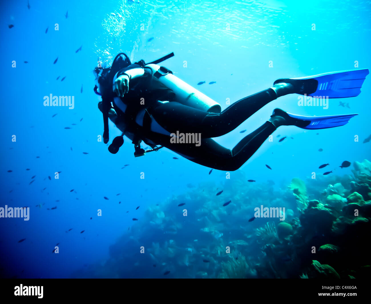 Diving around the Bay Islands, Roatan, Honduras, Central America, Sea