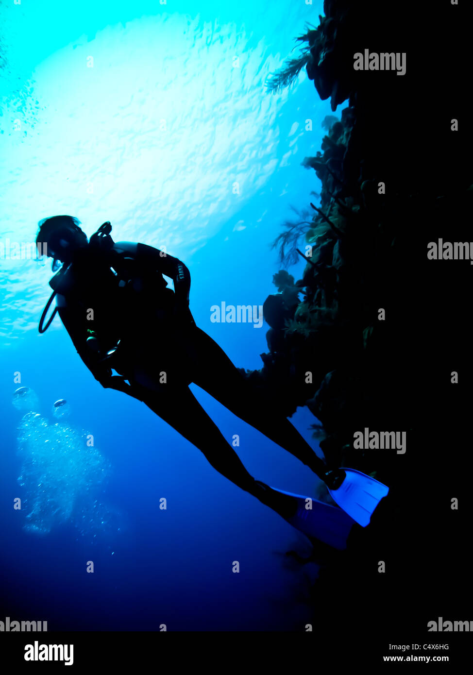 Diving around the Bay Islands, Roatan, Honduras, Central America, Sea