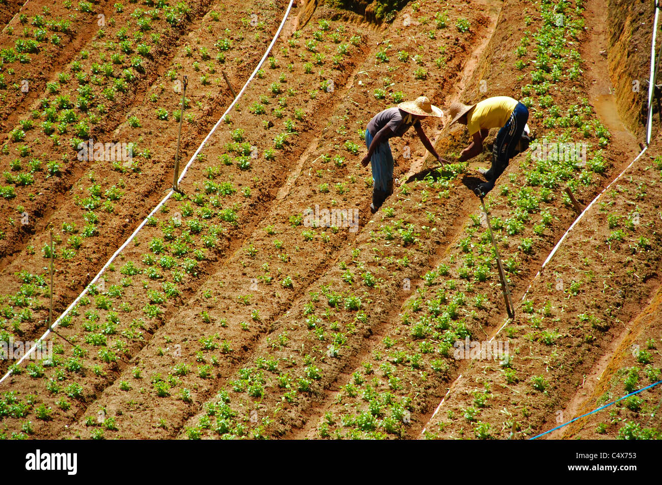 Two Malaysian farmers tend their crops at a farm / tea plantation in
