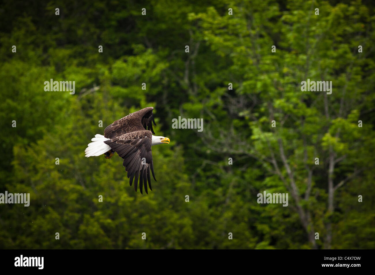 American bald eagle (Haliaeetus leucocephalus) in flight with fish Boulder Junction, Wisconsin. Stock Photo