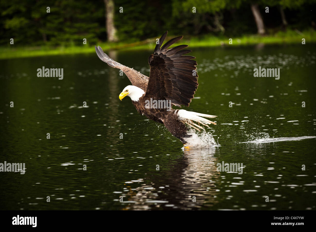 American bald eagle (Haliaeetus leucocephalus) in flight with fish Boulder Junction, Wisconsin. Stock Photo