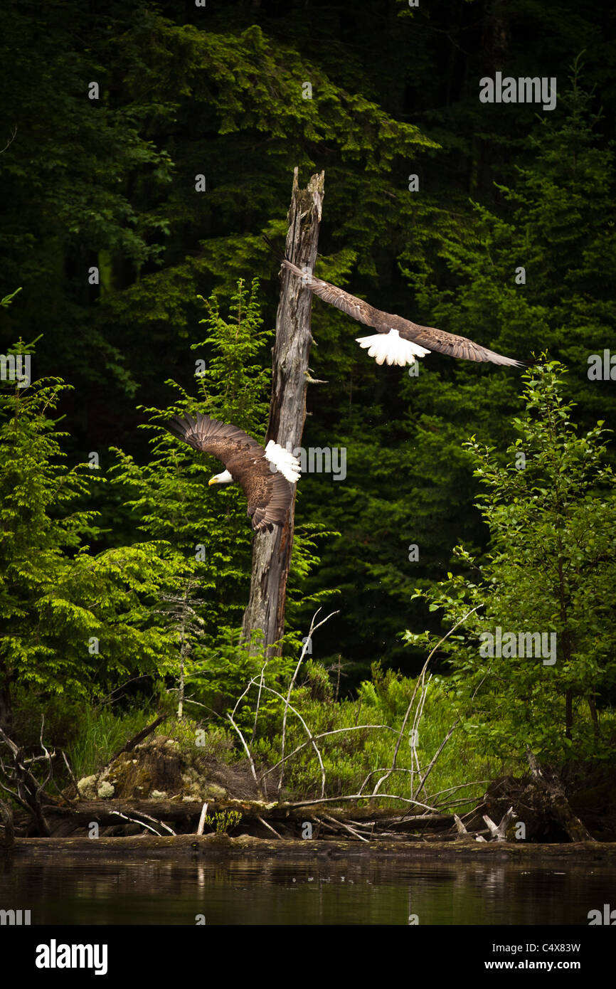 Two American bald eagle (Haliaeetus leucocephalus) in flight with fish Boulder Junction, Wisconsin. Stock Photo