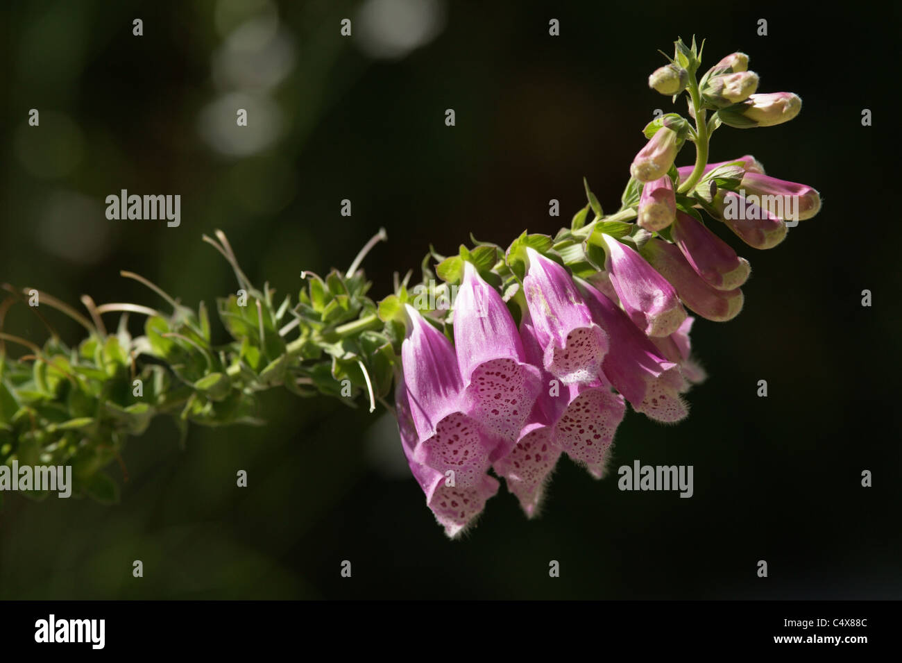 foxglove, digitalis purpurea Stock Photo