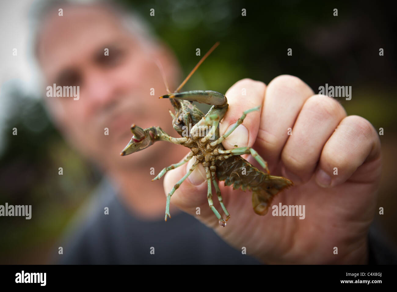 Rusty crayfish (Orconectes rusticus) Boulder Junction, Wisconsin Stock