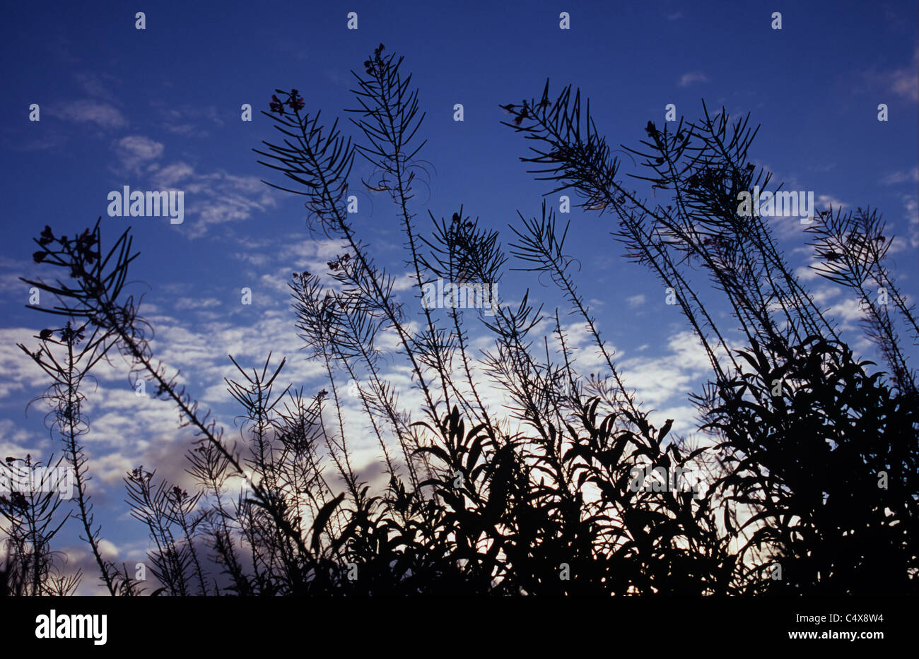 Stems and seed pods with last flowers of Rosebay willowherb or Epilobium angustifolium silhouetted against evening sky Stock Photo
