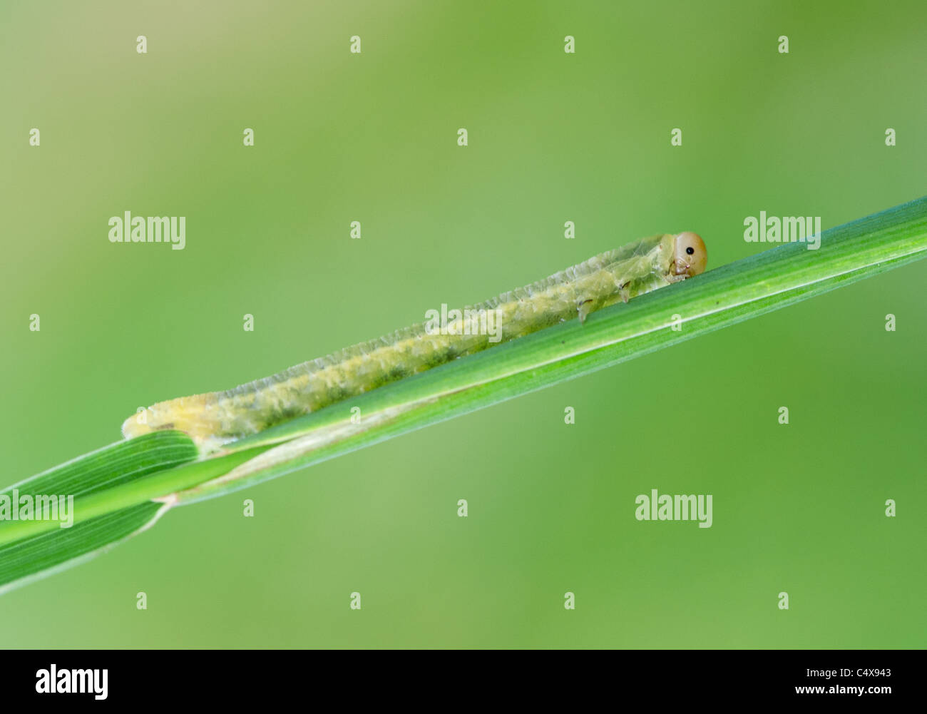 Caterpillar worm insect larva hi-res stock photography and images - Alamy
