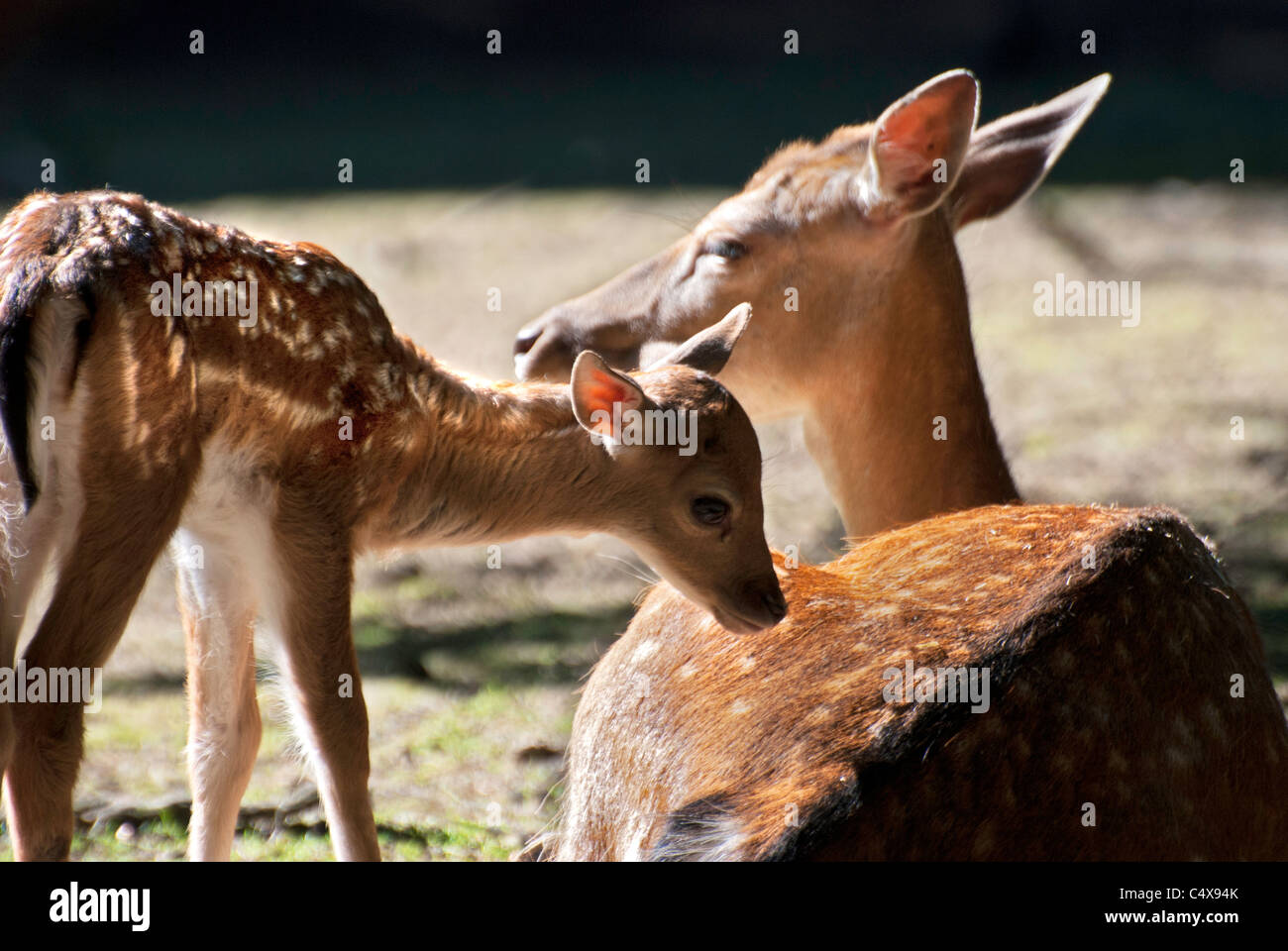 Roe deer Fawn Stock Photo - Alamy