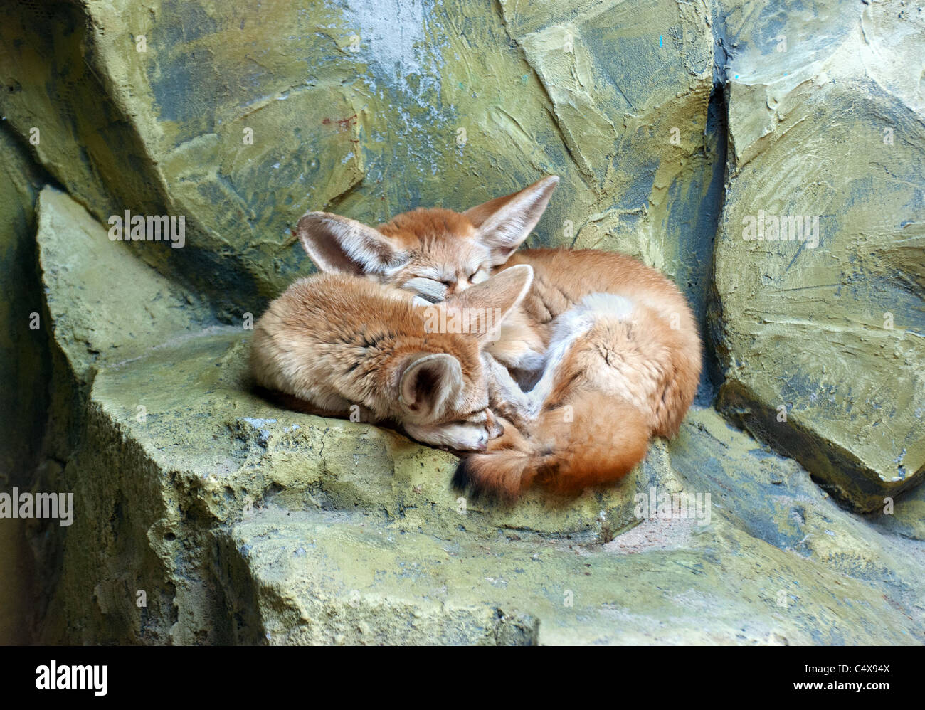 Fennec fox - Vulpes zerda Canidae Stock Photo