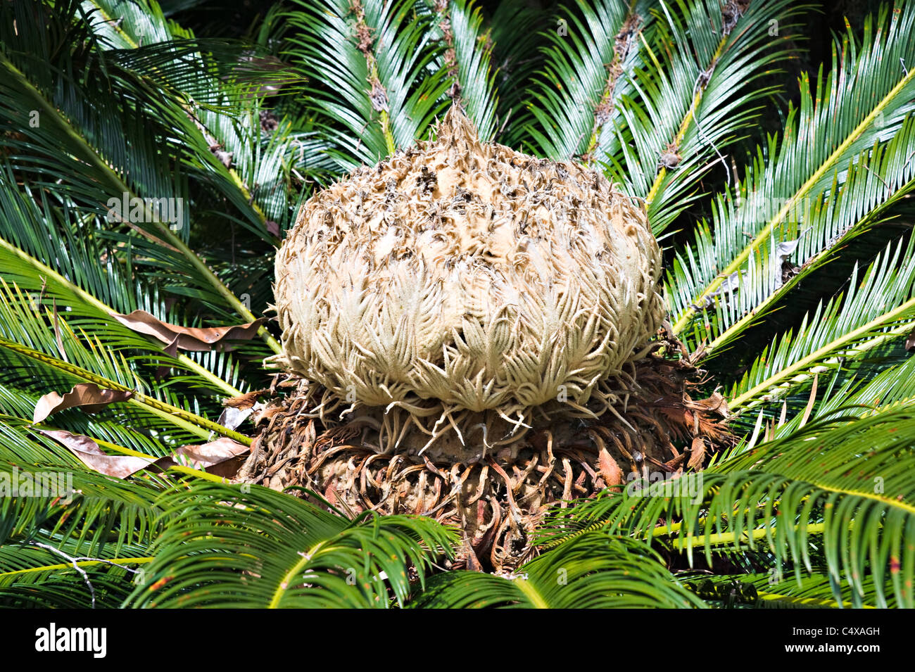 A Flower of the Cycas Thouarsii Madagascar Cycad Plant Growing in Royal Botanic Garden Sydney New South Wales Australia Stock Photo
