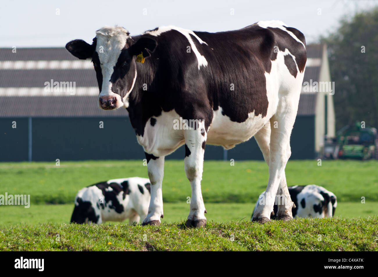 Cows on a farmland Stock Photo