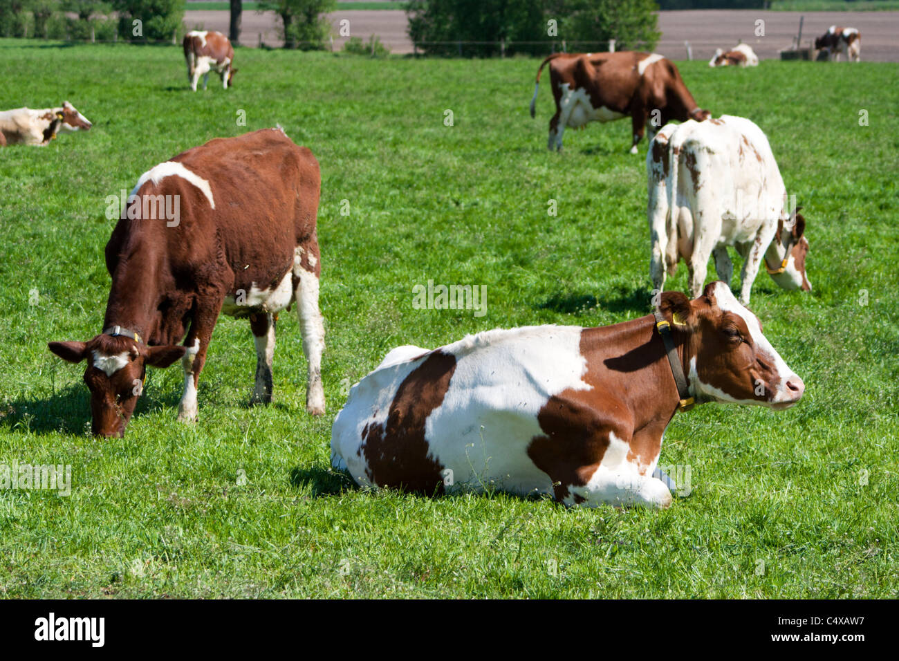 Cows on a farmland Stock Photo