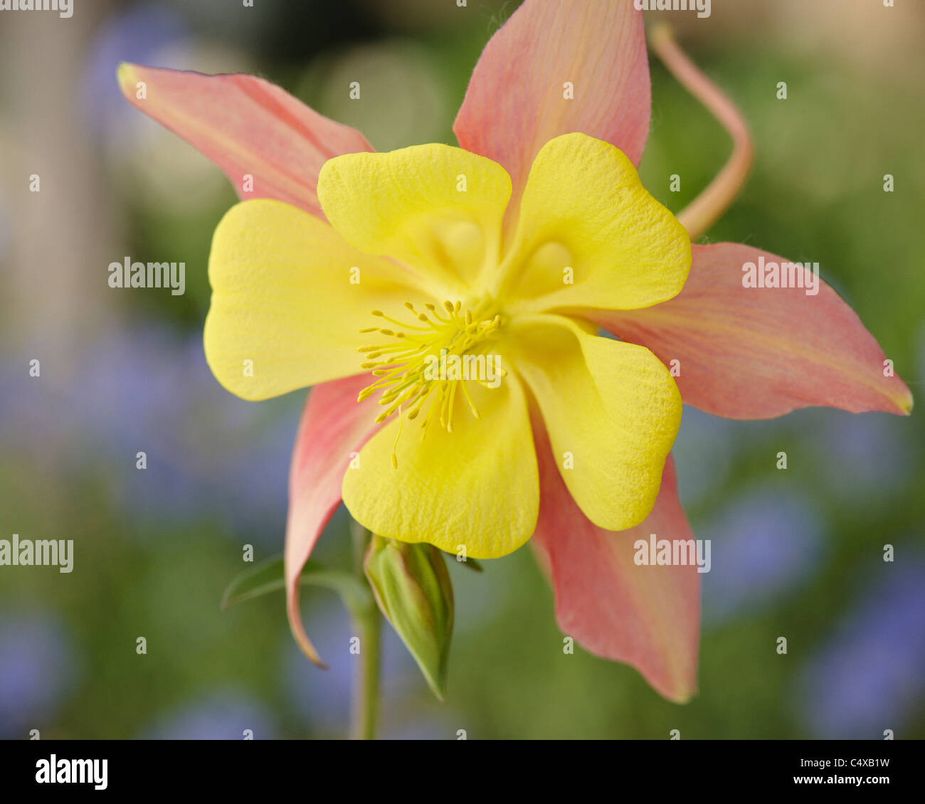 Columbine, Yellow, Pink, Wildflower, Bloom Stock Photo