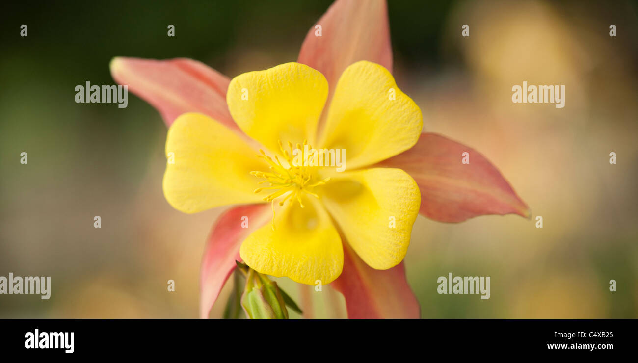 Columbine, Yellow, Pink, Wildflower, Bloom, Panoramic Stock Photo
