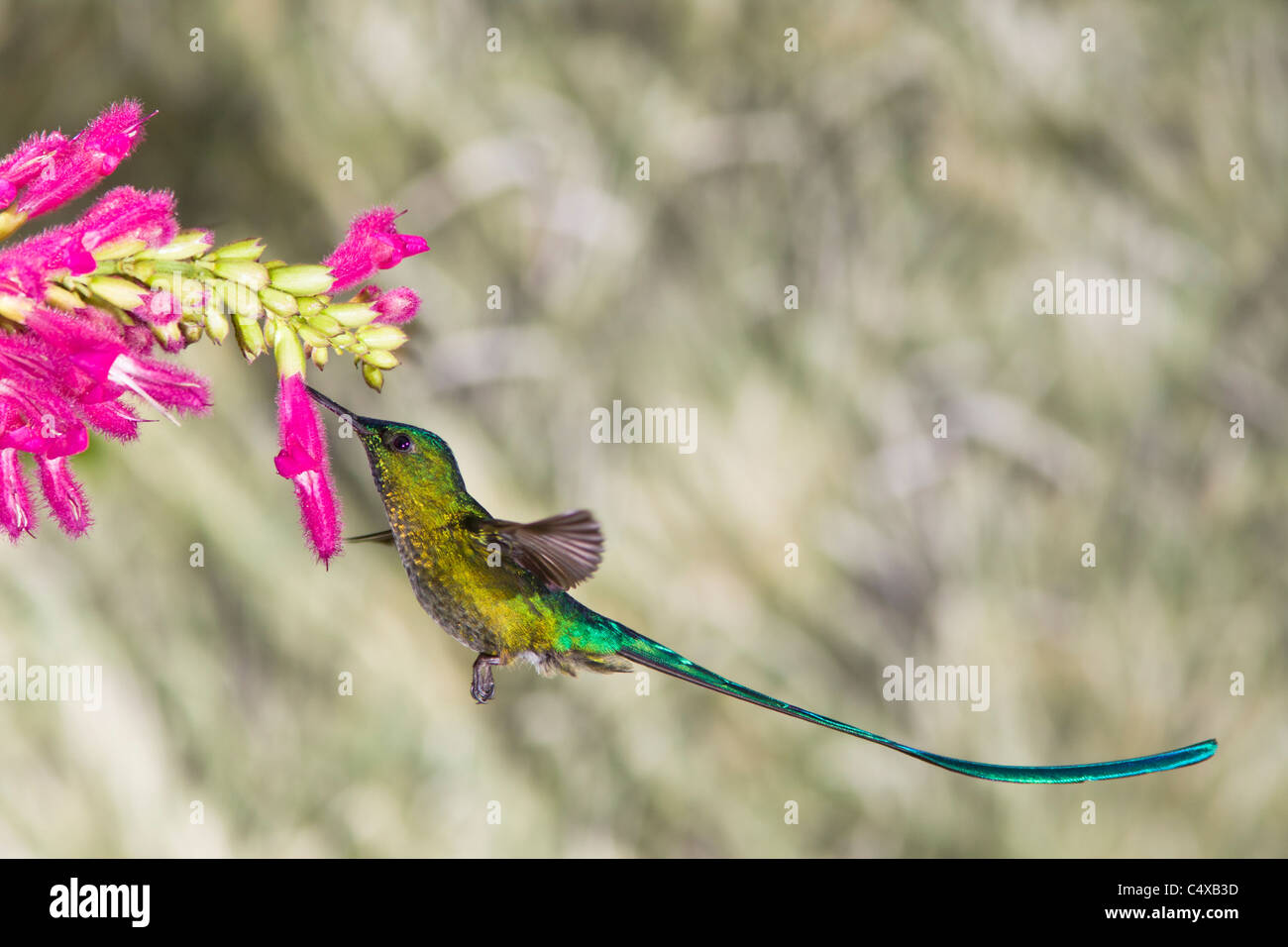 Long-tailed Sylph hummingbird, Aglaiocercus kingi, feeding on flower in the Andes highlands Stock Photo