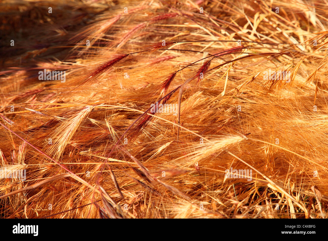 Wild grasses by the ocean in the summer at cattle point in Victoria BC Canada Stock Photo
