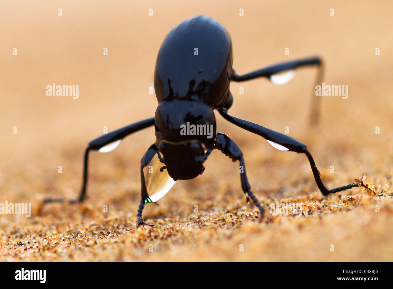 The Namib Desert beetle (genus Stenocara) fog basking. Namibia Stock Photo
