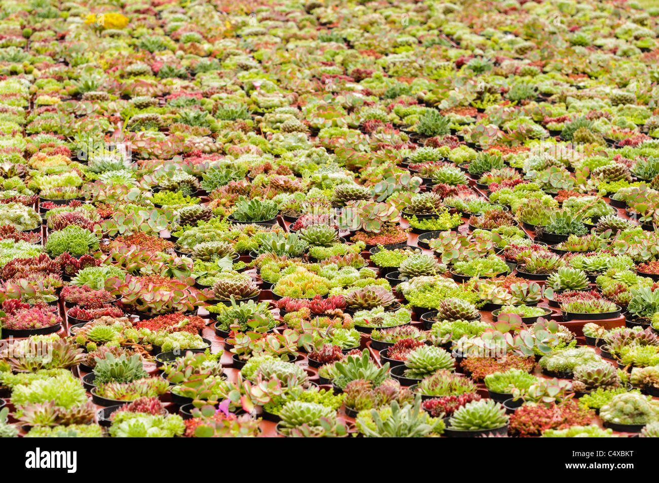 Lots alpine plants sale hires stock photography and images Alamy