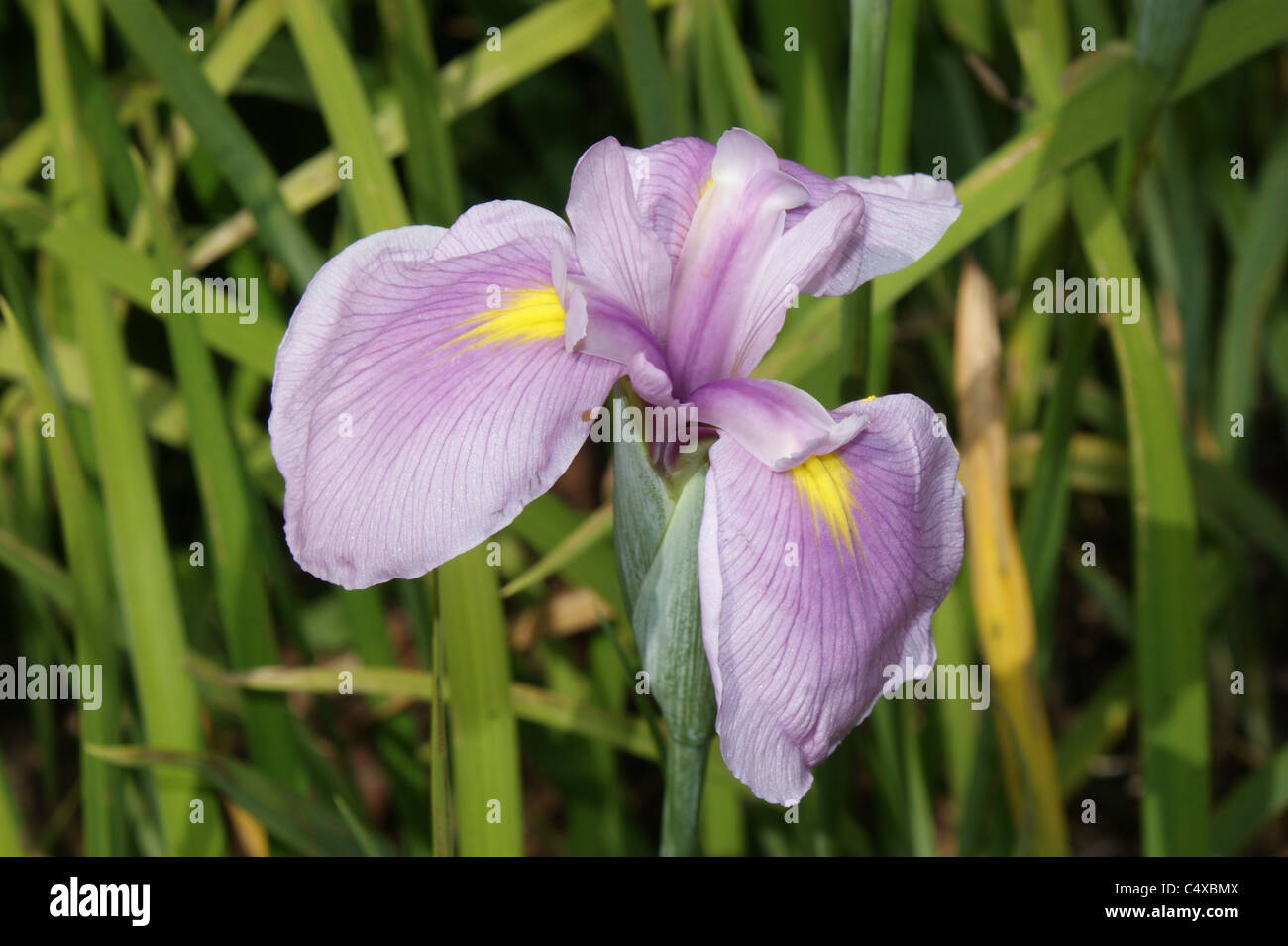 Iris rose queen hi-res stock photography and images - Alamy