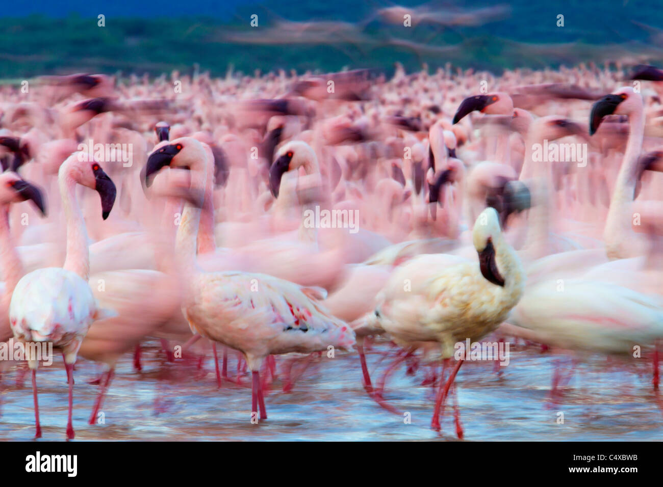 Lesser Flamingo (Phoenicopterus minor) at Lake Bogoria.Kenya Stock Photo