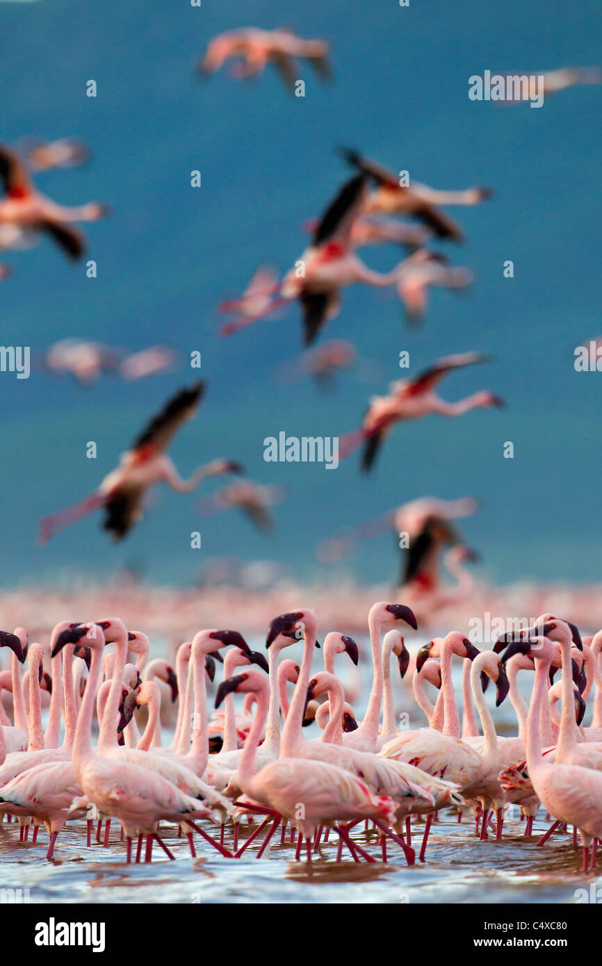 Lesser Flamingo (Phoenicopterus minor) at Lake Bogoria.Kenya Stock Photo