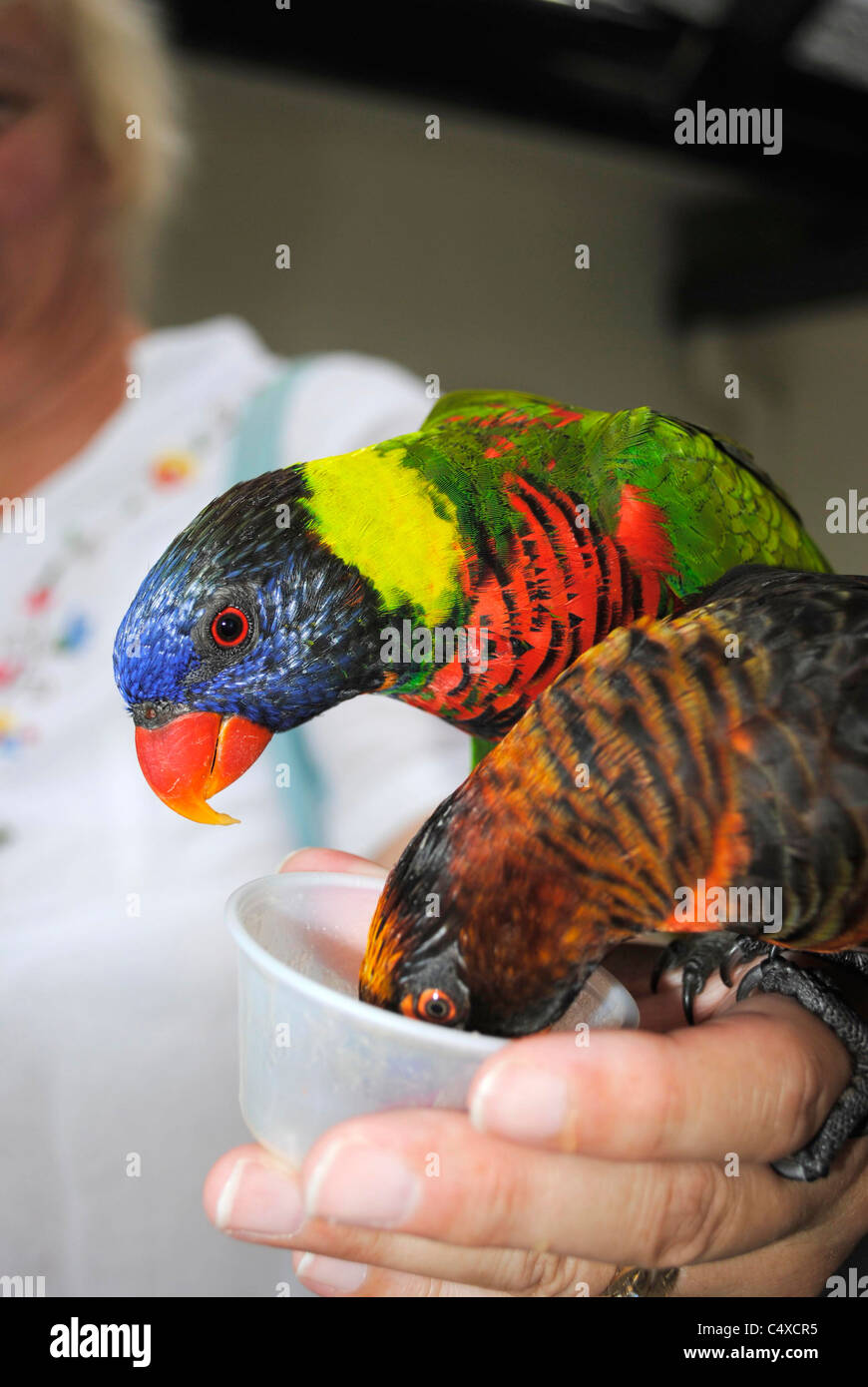 Parrots feeding by hand Stock Photo