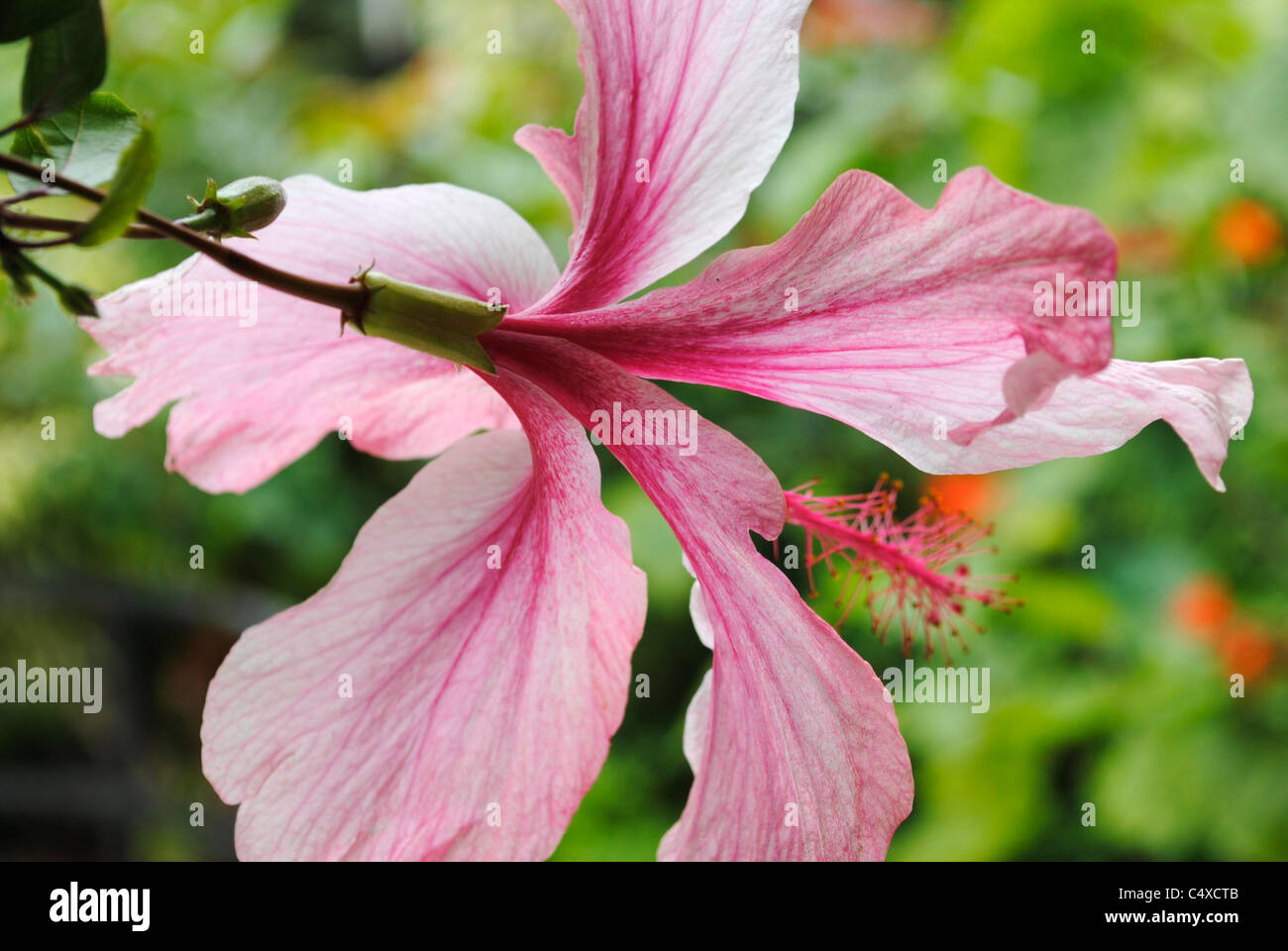 Hibiscus rosasinensis flower Stock Photo Alamy