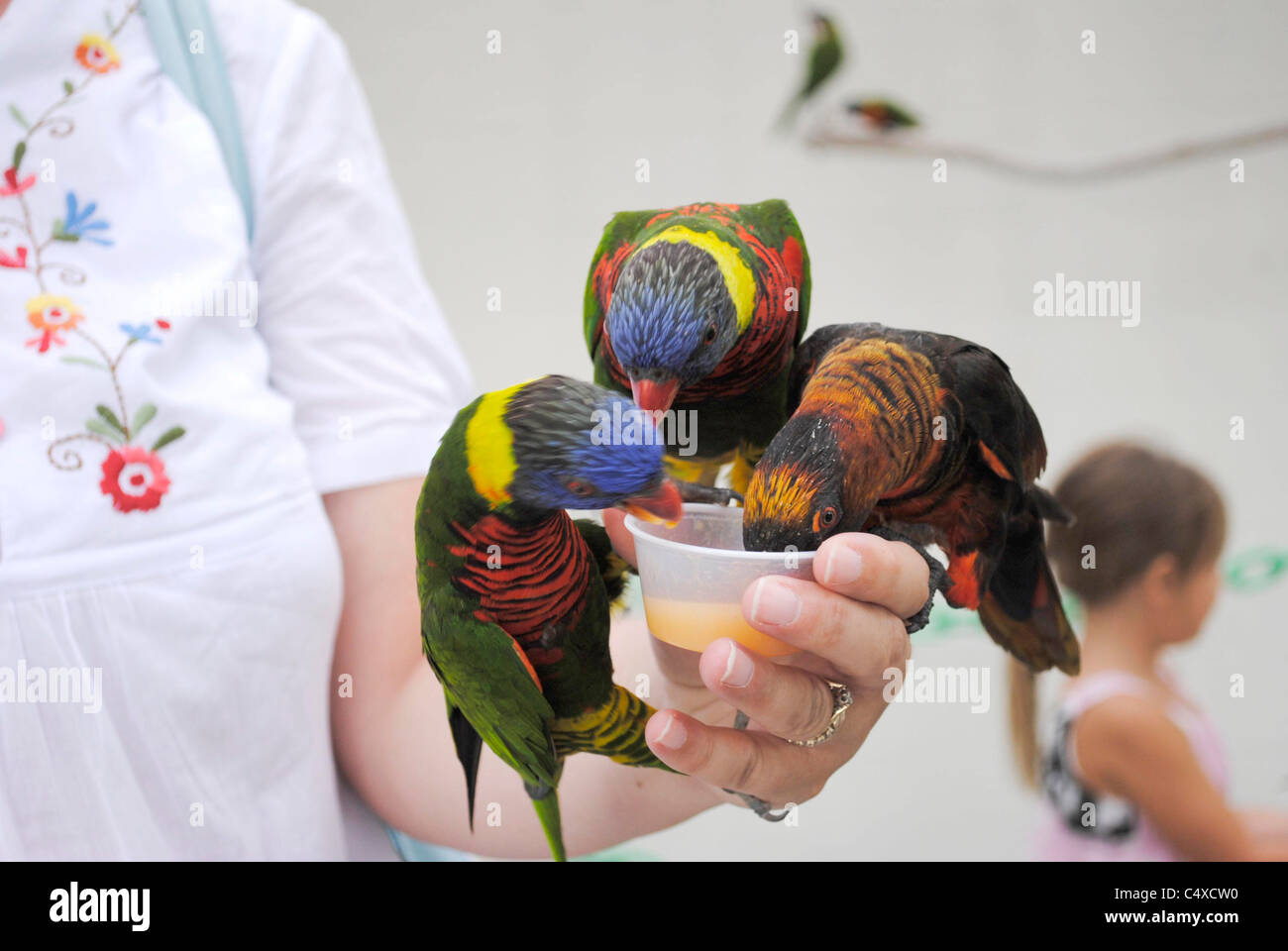 Parrots feeding by hand Stock Photo