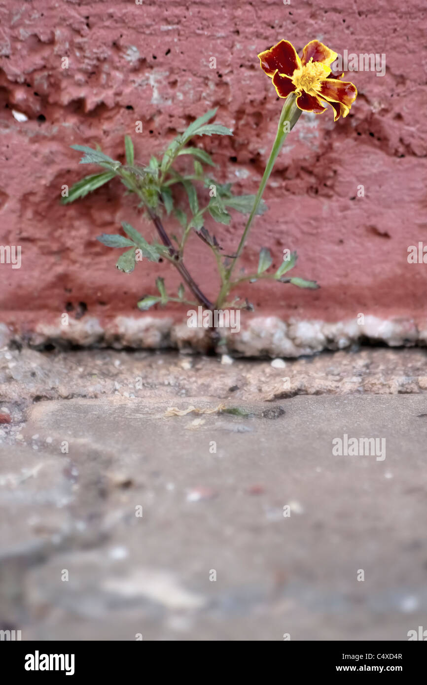 Flower Crack Pavement High Resolution Stock Photography and Images - Alamy
