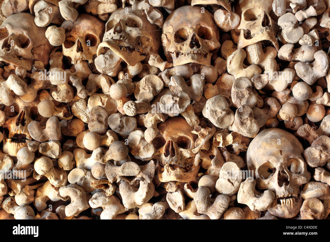 Human scull bones hi-res stock photography and images - Alamy