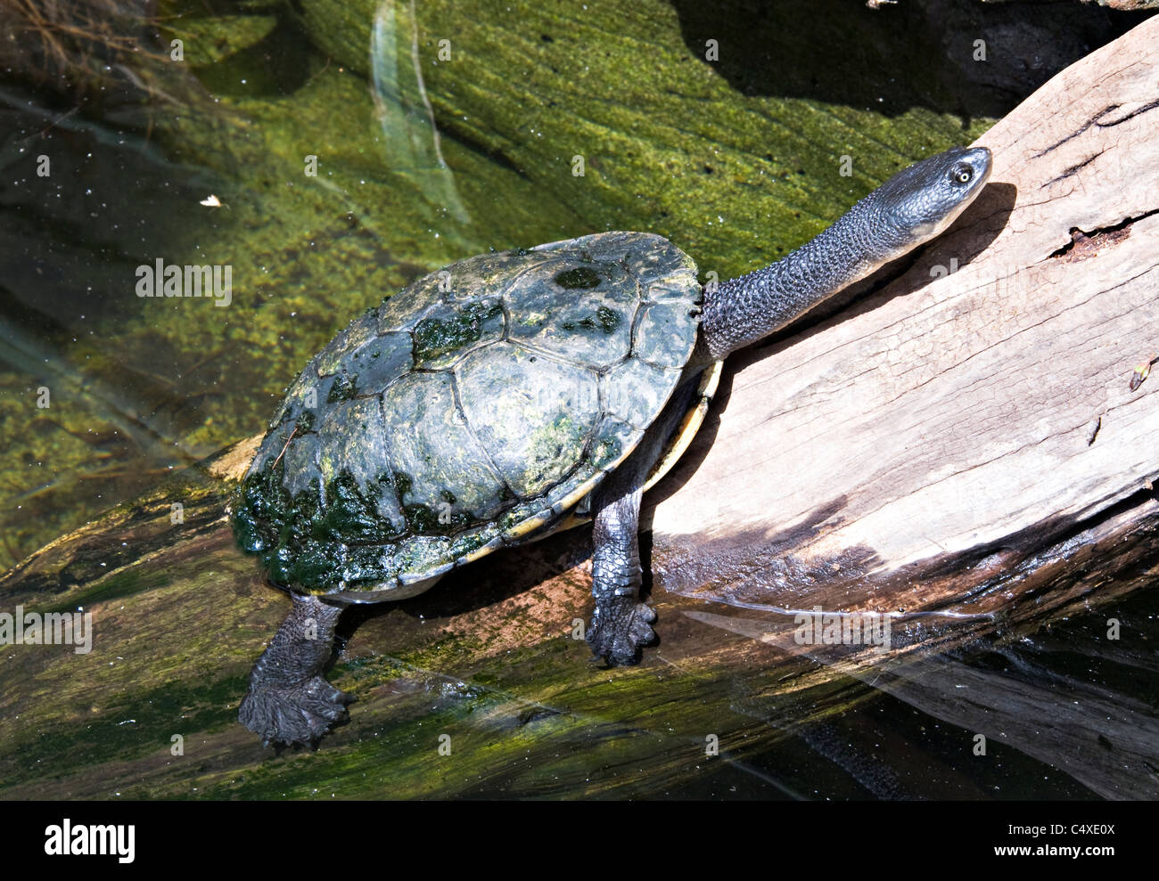 An Eastern Snake Necked Turtle on a Tree Trunk in Taronga Zoo Sydney New South Wales Australia Stock Photo