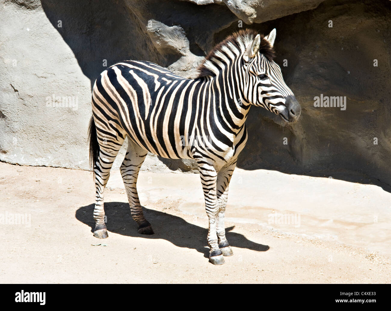 A Black and White Striped Zebra at Taronga Zoo in Sydney New South Wales Australia Stock Photo