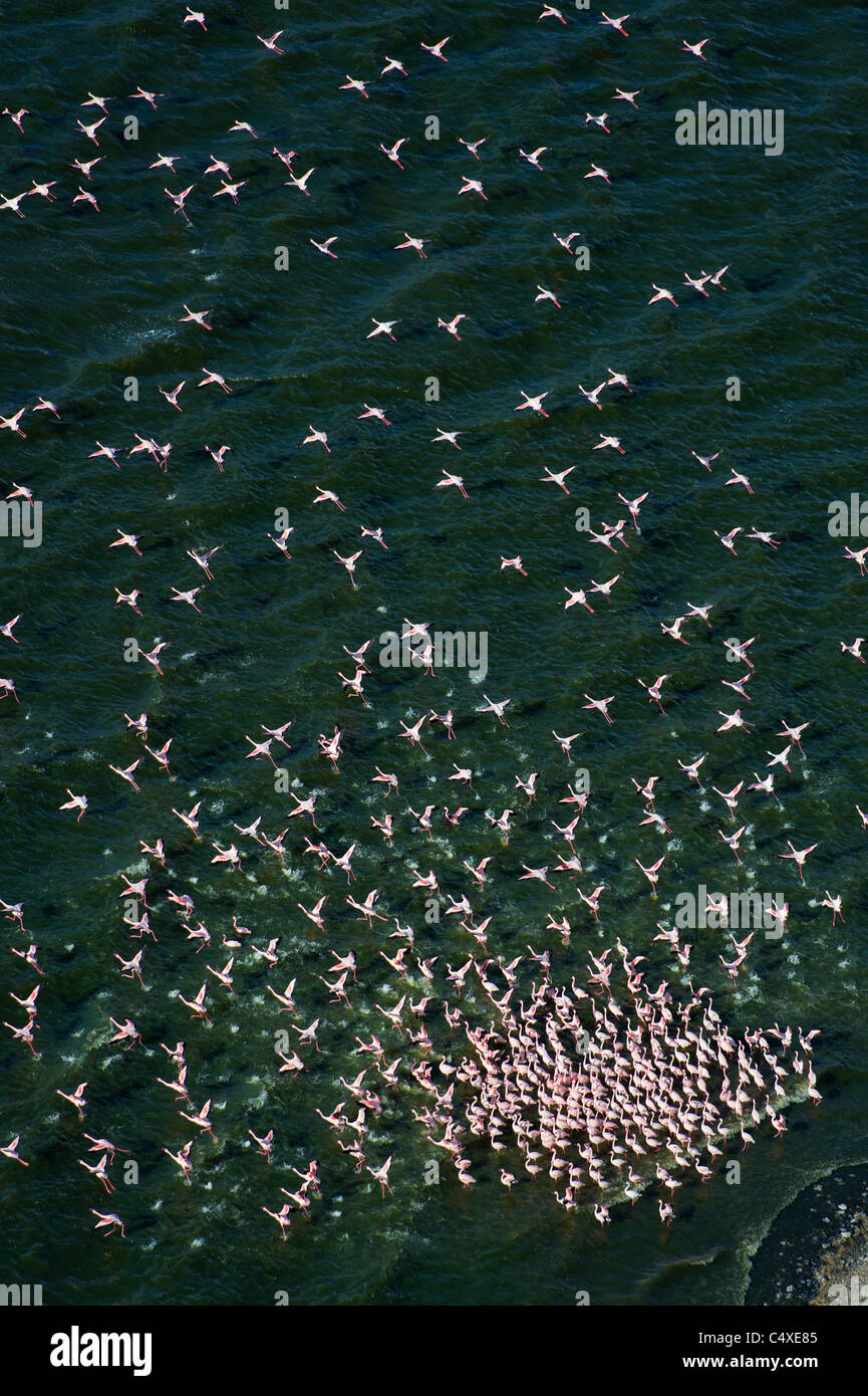 Aerial view of Lesser Flamingo (Phoenicopterus minor ) flying over Lake Bogoria.Kenya Stock Photo