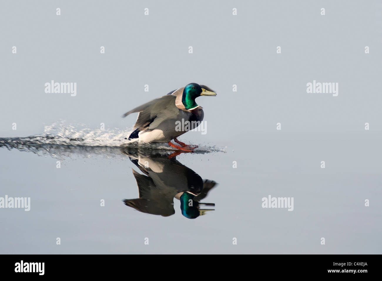 Duck landing on the lake Stock Photo