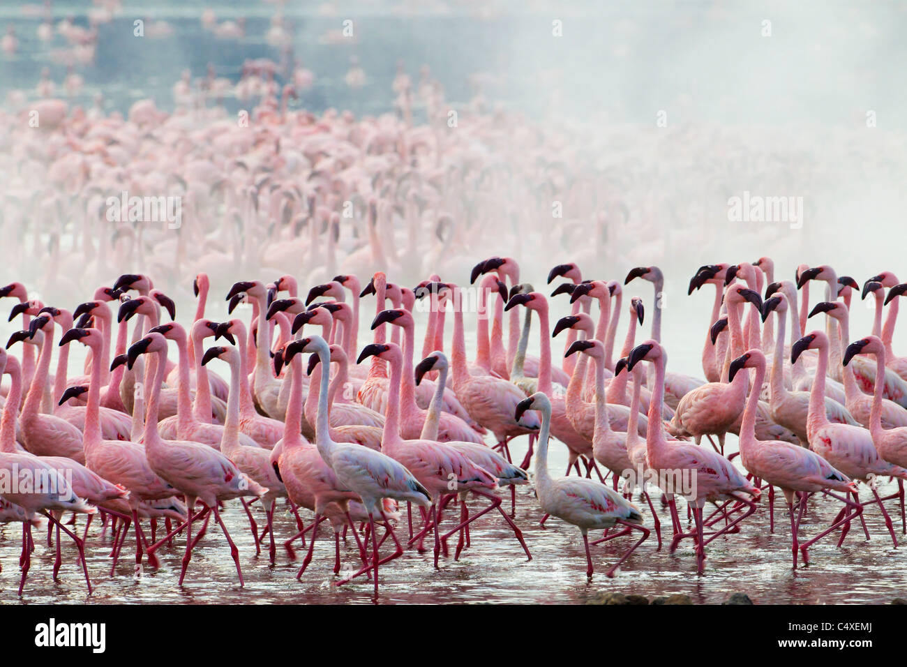Lesser Flamingo (Phoenicopterus minor ) at Lake Bogoria’s geyser and